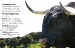 Un safari en busca del toro bravo