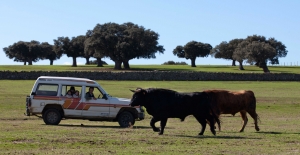 Toro y dehesa