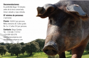 Un paseo por la dehesa del cerdo ibérico