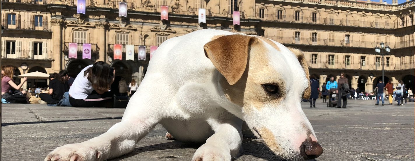 Avec votre animal de compagnie